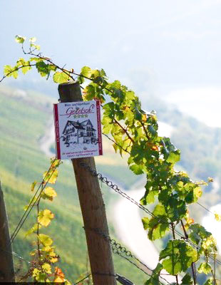 Weinberg des Weinguts Genetsch mit Blick auf die Mosel