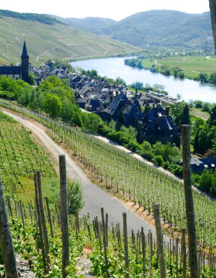 Weinberge des Weinguts Genetsch mit Blick auf die Mosel