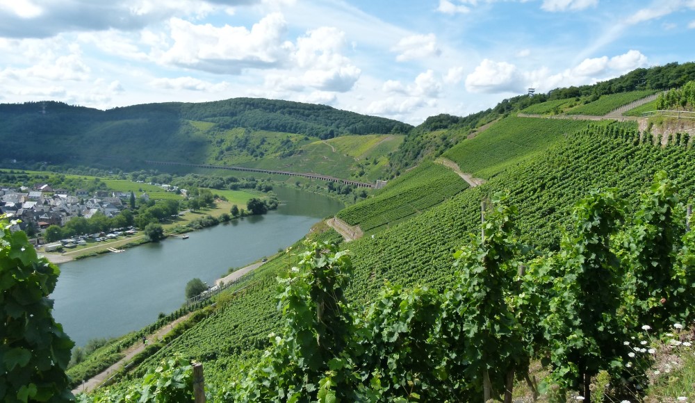 Weinberge und Mosel im Sommer