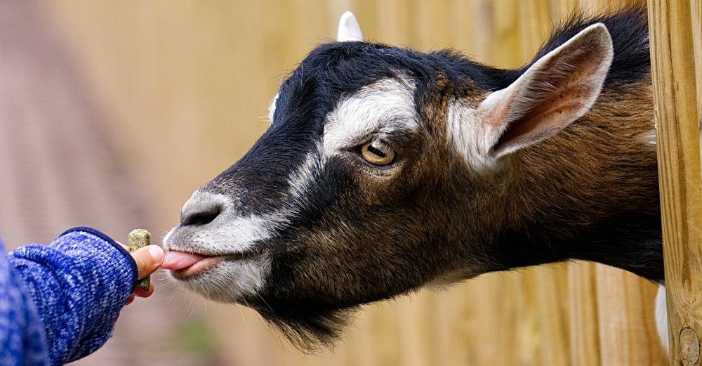 Ziegen füttern im Tierpark