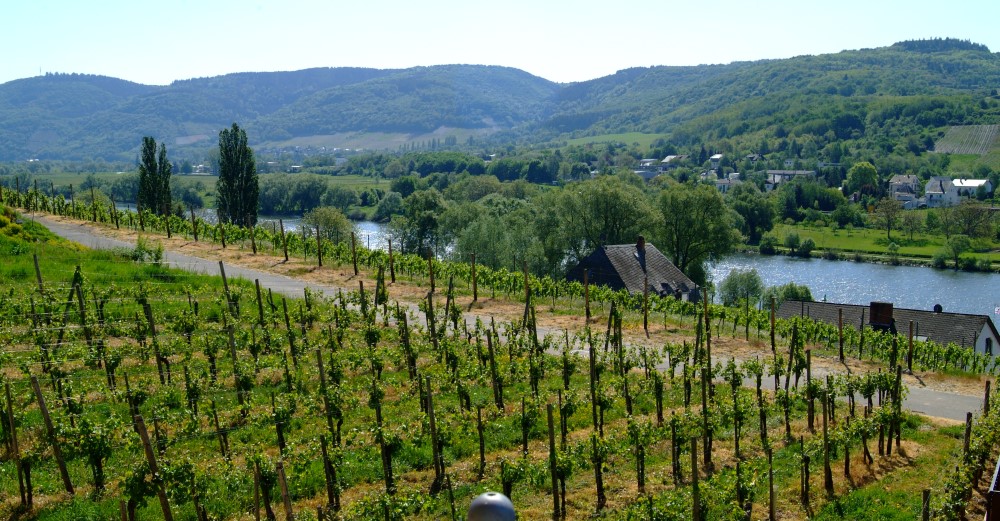 Weinberge des Weinguts Genetsch mit Blick auf die Mosel