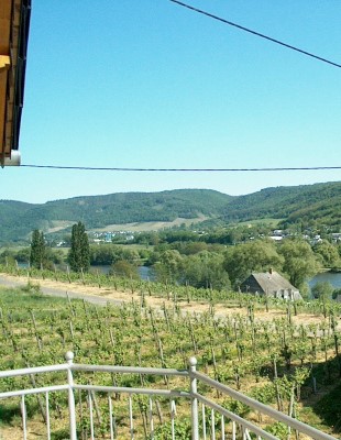 Blick vom Balkon des Gästehauses Genetsch auf die Weinberge